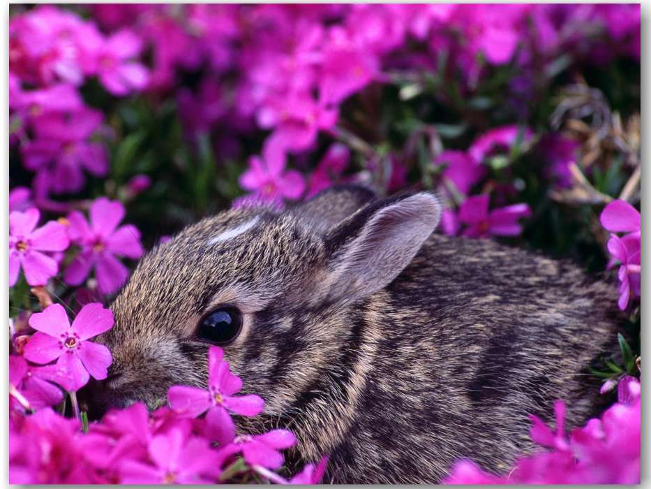 Flowers, Rabbits, Animals