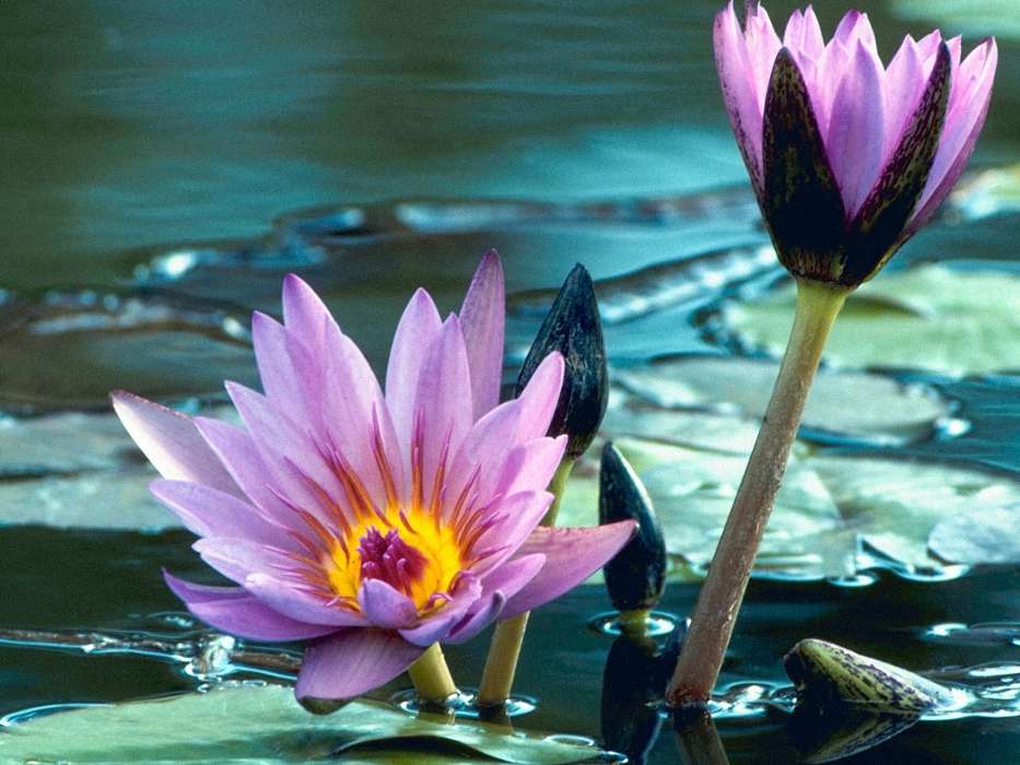 Flowers,Water lilies,Plants