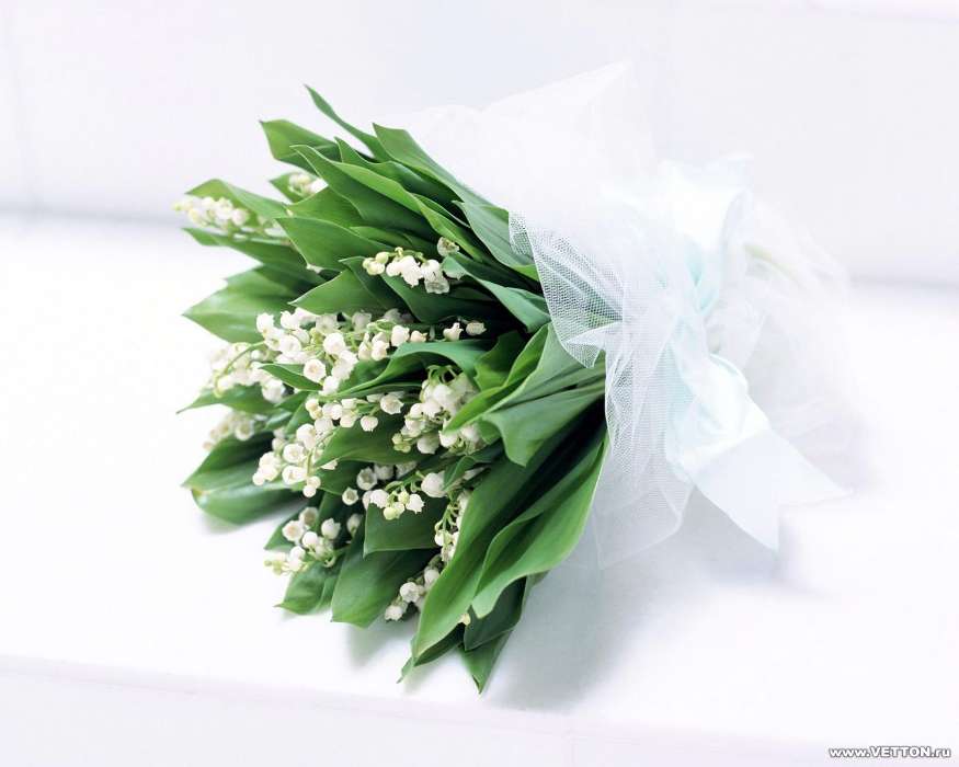 Flowers, Lily of the valley, Plants