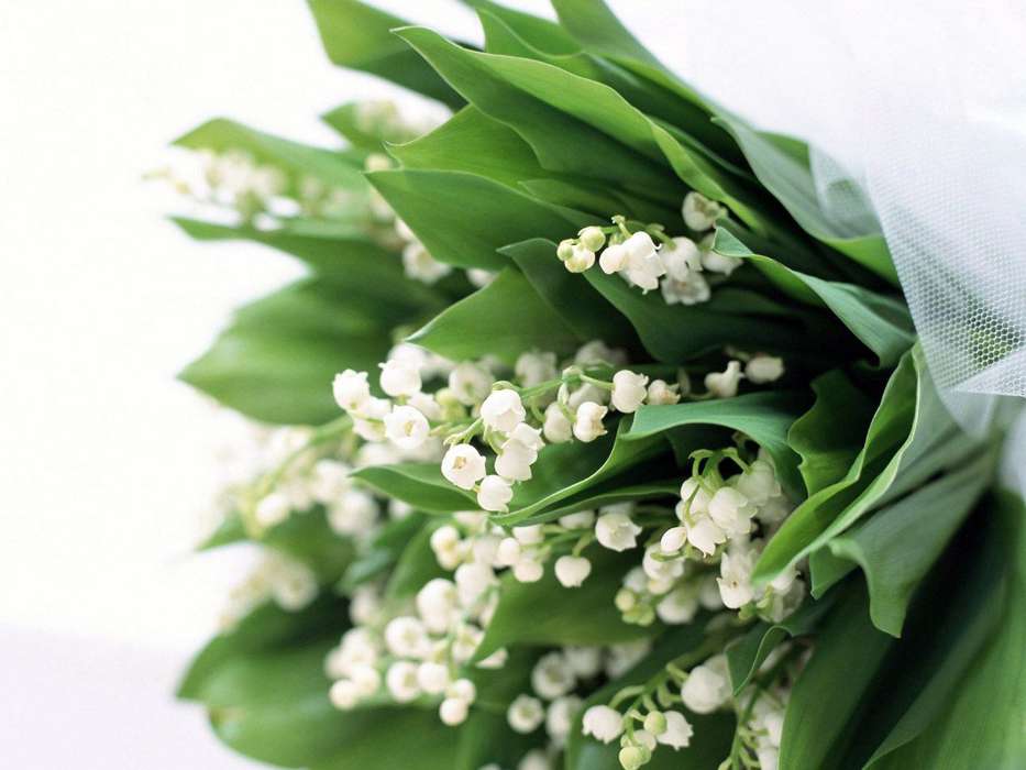 Flowers,Lily of the valley,Plants