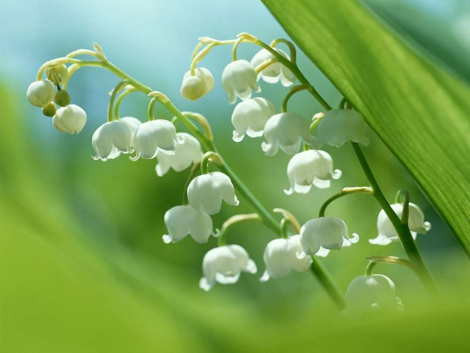 Plants, Flowers, Lily of the valley