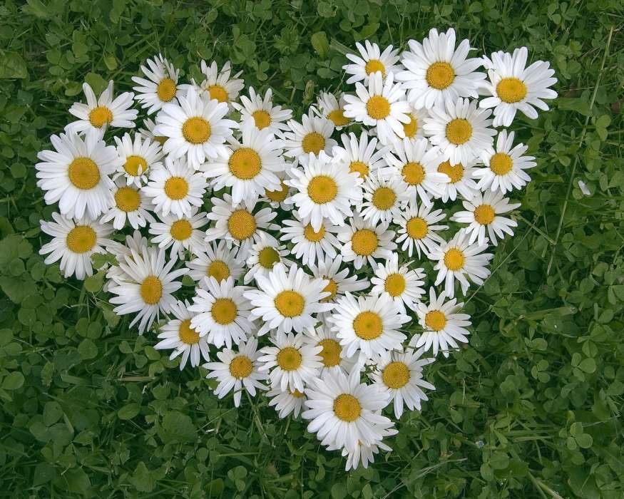 Plants, Flowers, Hearts, Camomile, Love, Valentine&#039;s day
