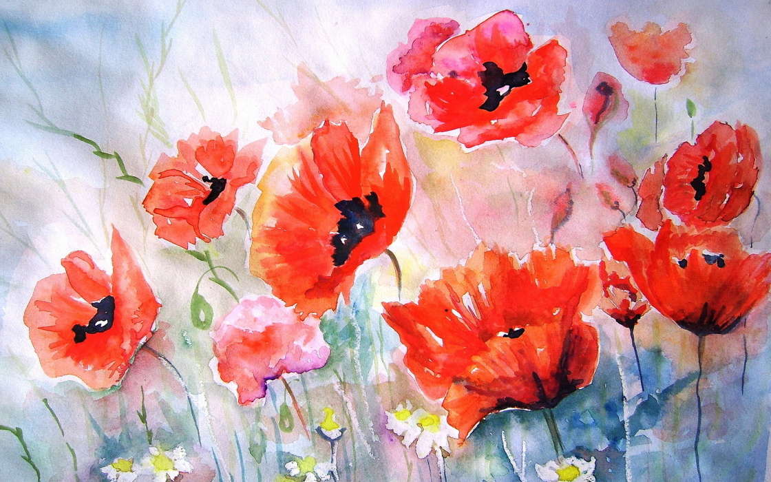 Flowers, Poppies, Plants, Pictures