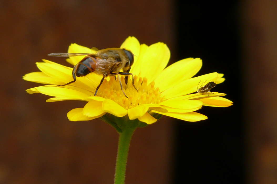 Flowers, Insects, Bees, Plants