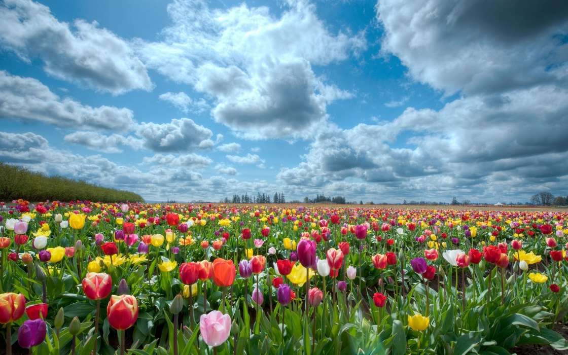 Flowers, Sky, Clouds, Landscape, Fields, Plants, Tulips