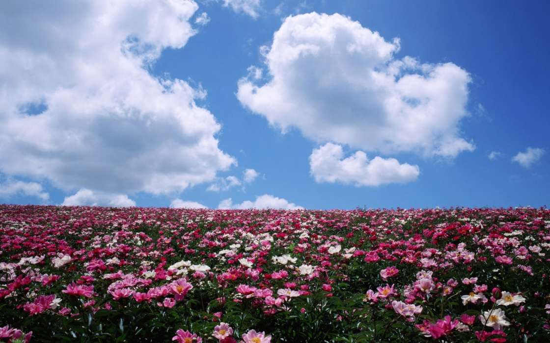 Flowers, Sky, Landscape, Fields, Transport