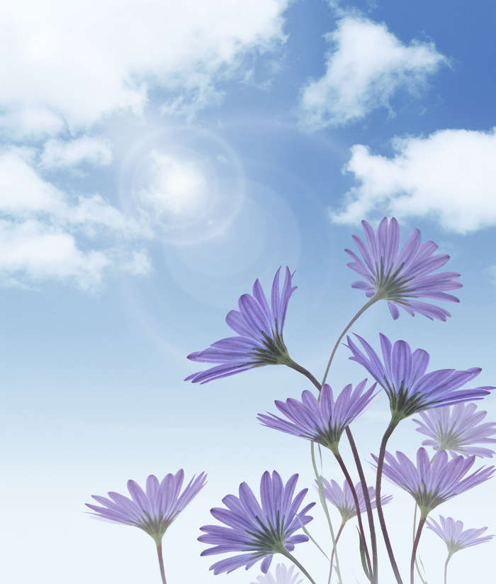 Flowers, Sky, Plants