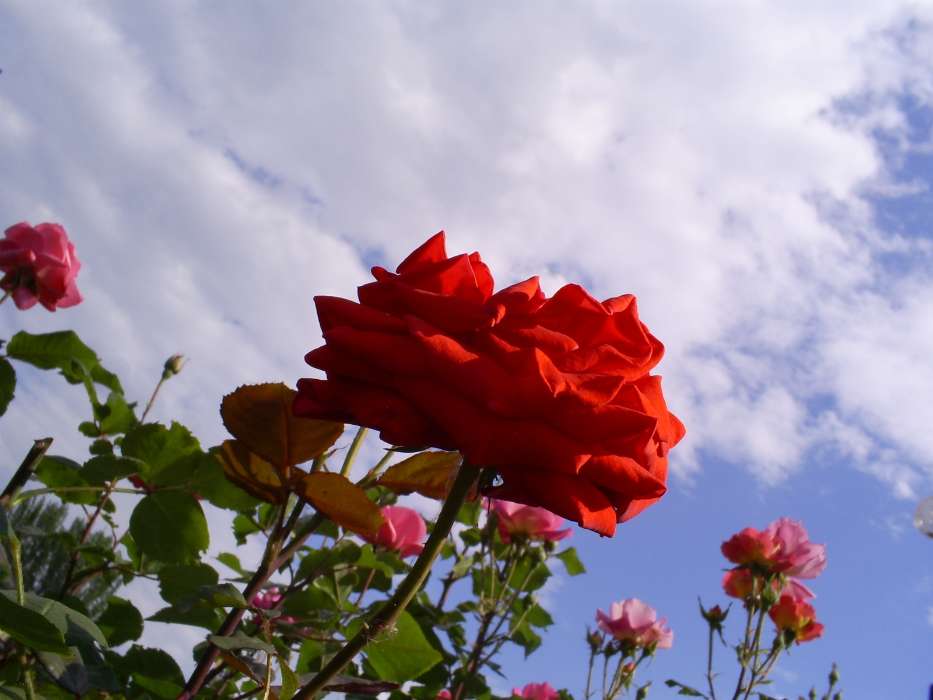 Plants, Flowers, Sky, Roses