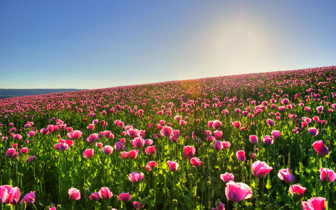 Flowers, Landscape, Fields, Plants, Sun, Tulips