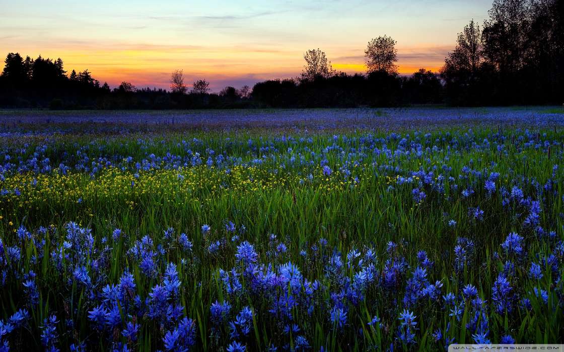 Flowers, Landscape, Fields, Sunset
