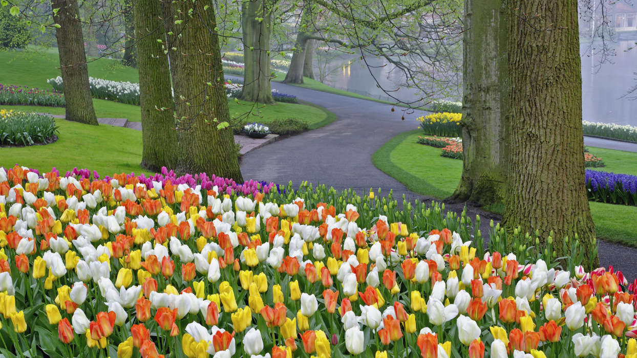 Flowers, Landscape, Plants, Tulips