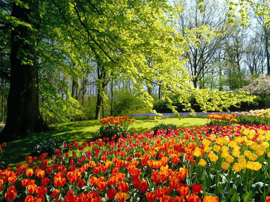 Plants, Landscape, Flowers, Tulips