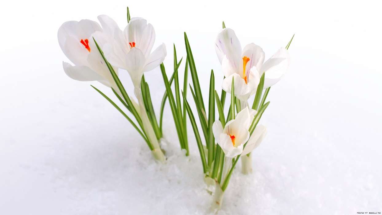 Flowers, Snowdrops, Plants, Snow