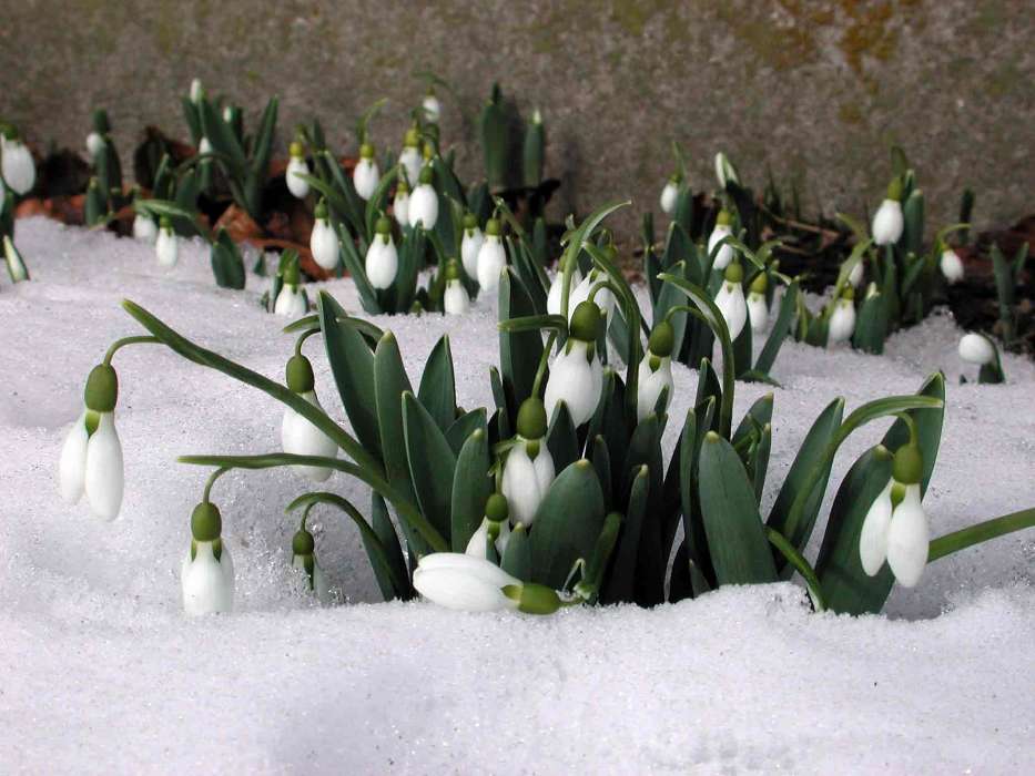 Flowers, Snowdrops, Plants, Winter