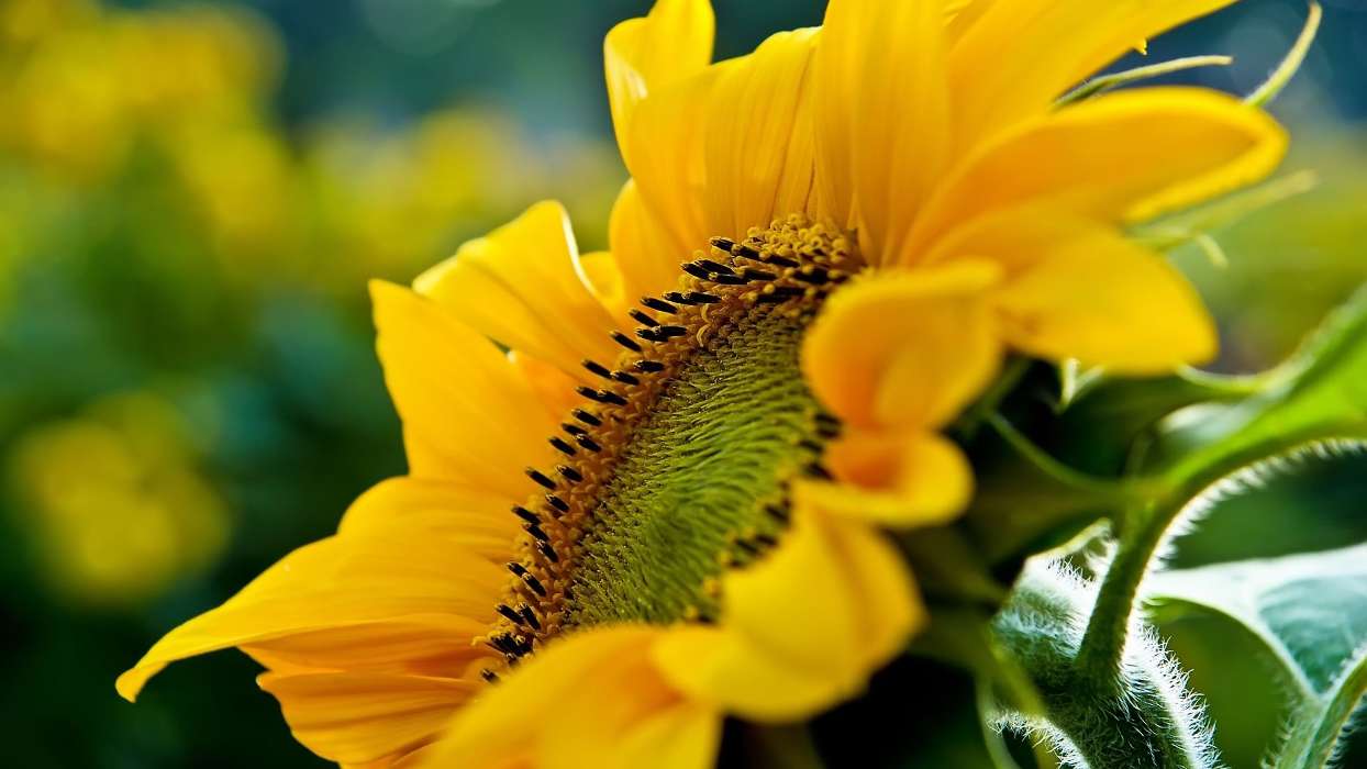 Flowers, Sunflowers, Plants