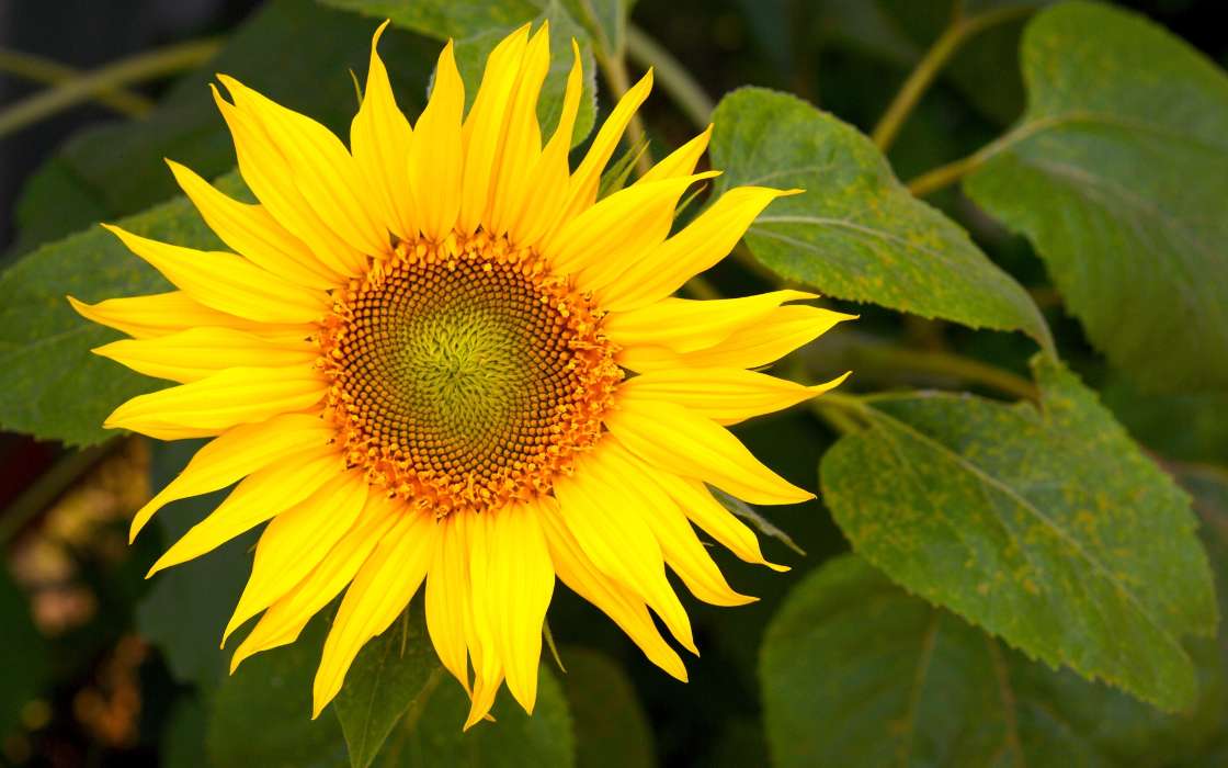 Flowers, Sunflowers, Plants