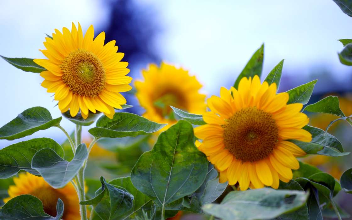 Flowers,Sunflowers,Plants