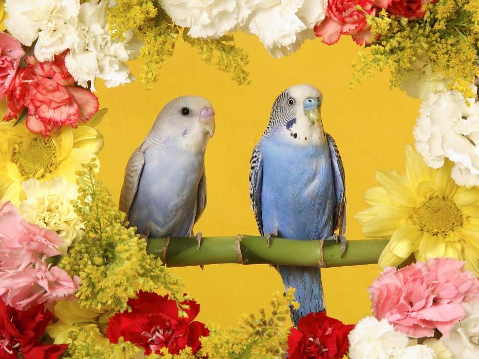 Animals, Flowers, Birds, Parrots