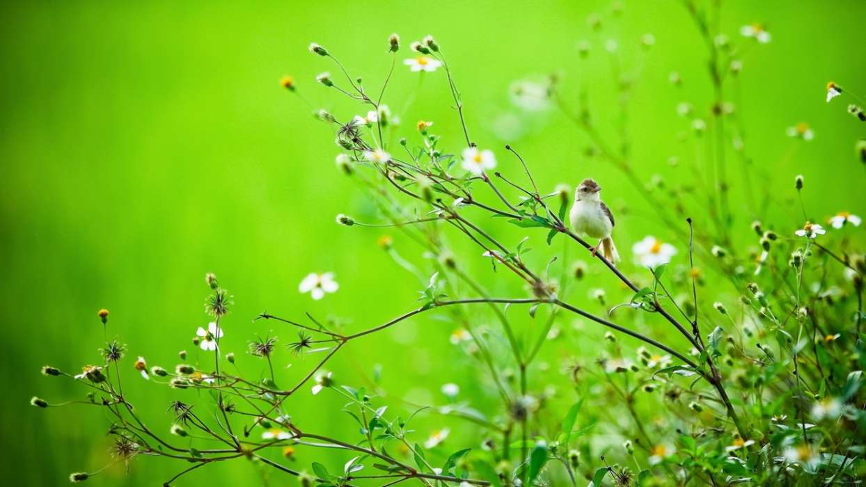 Flowers,Birds,Animals