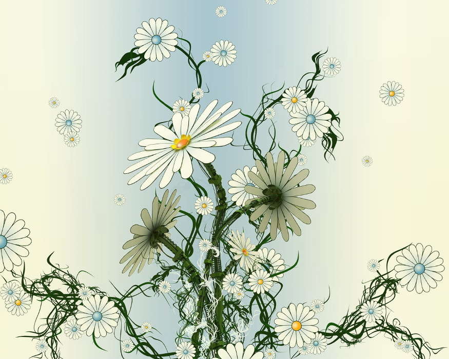 Flowers, Plants, Pictures, Camomile