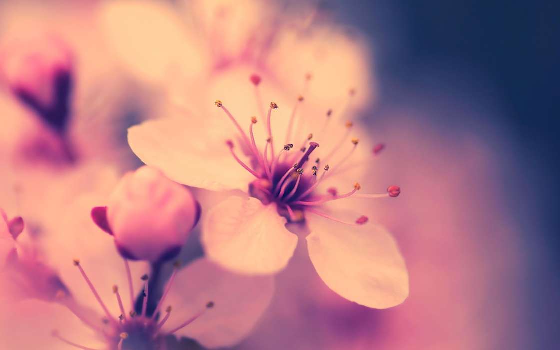 Flowers, Plants, Sakura