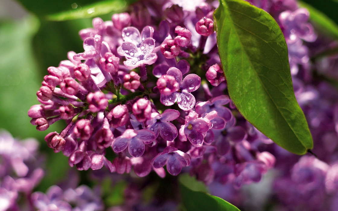 Flowers, Plants, Lilac