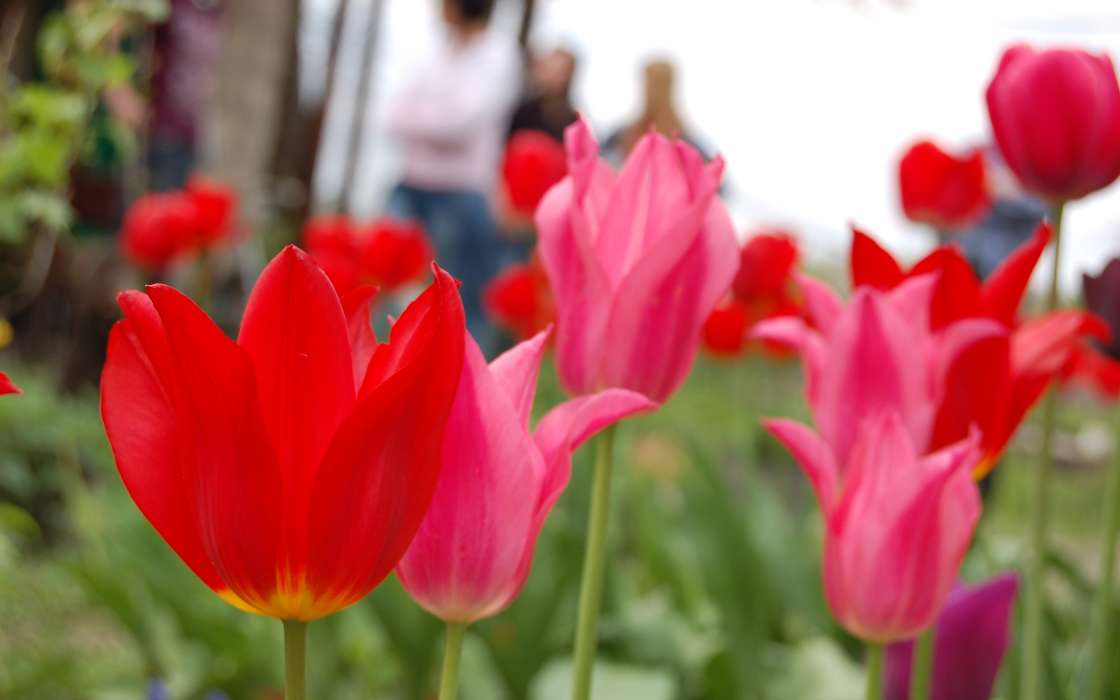Plants, Flowers, Tulips
