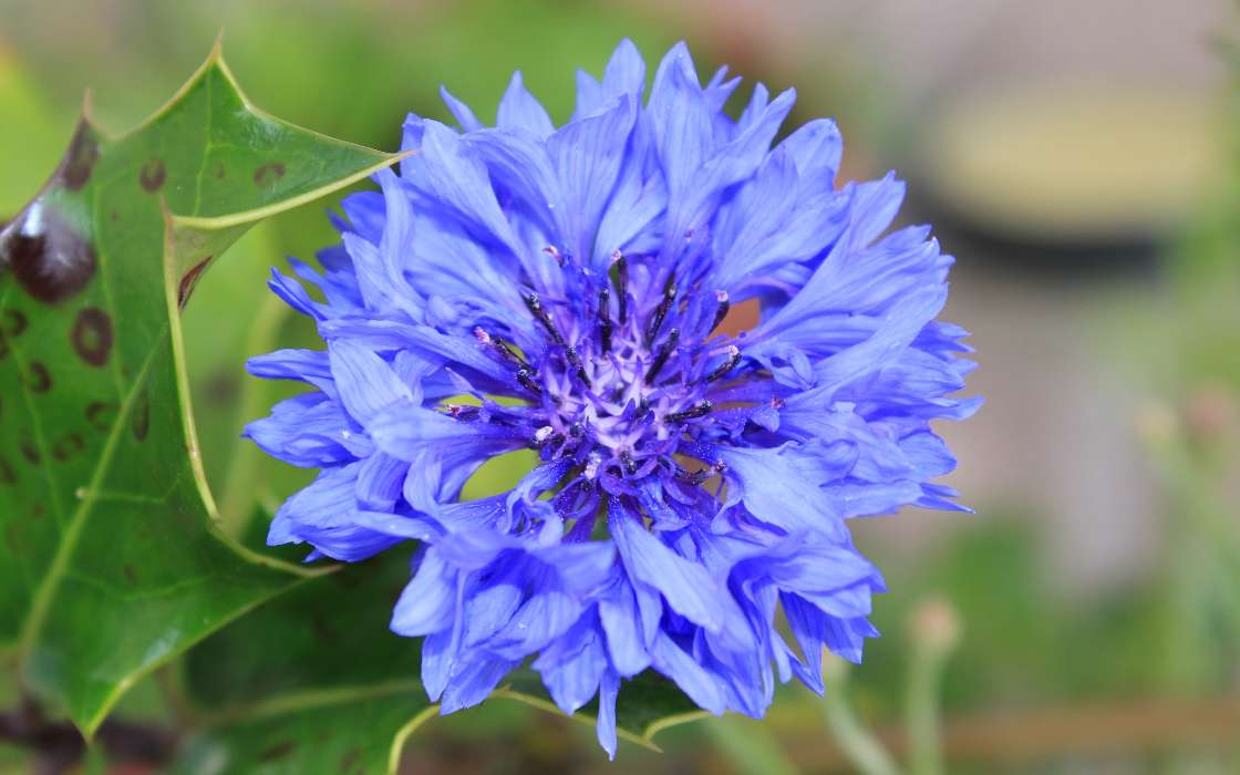Flowers, Plants, Blue cornflowers