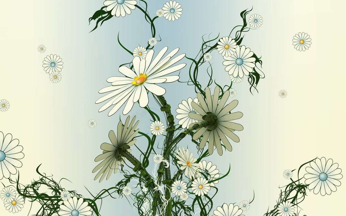 Flowers, Camomile, Drawings