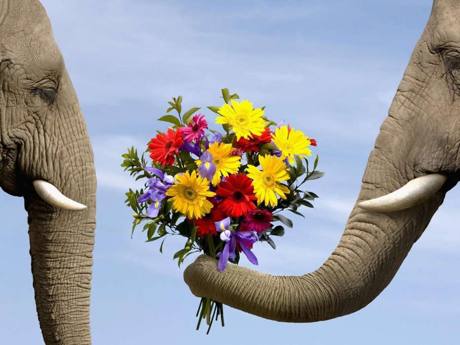 Flowers,Elephants,Animals