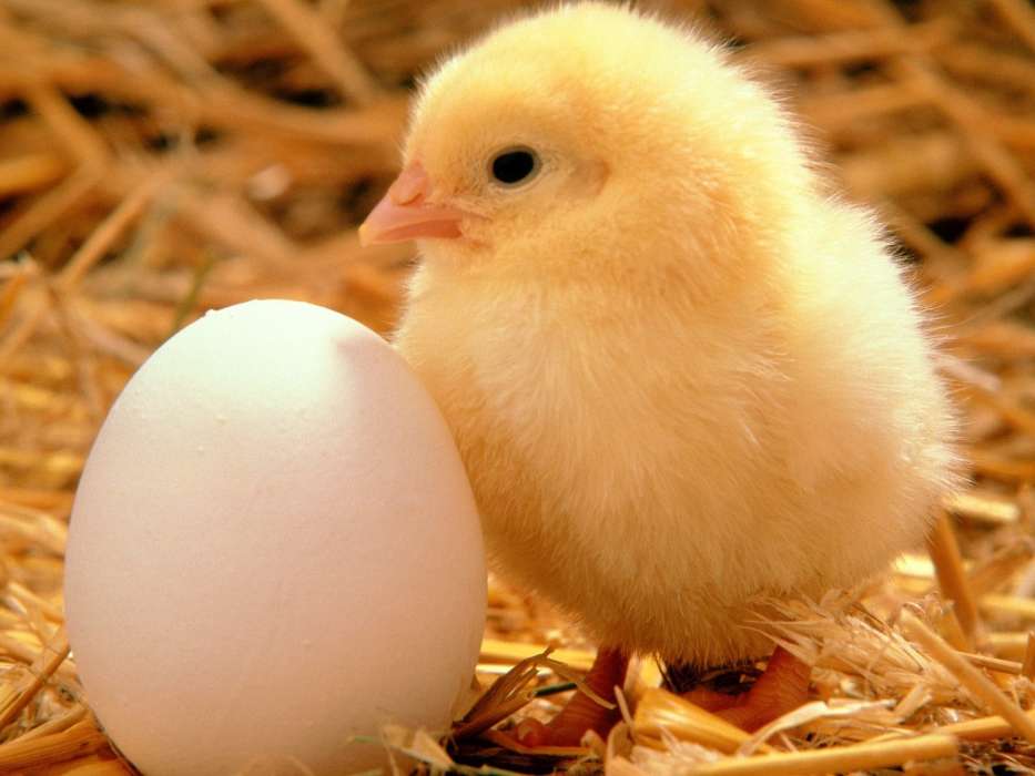 Animals, Eggs, Chicks