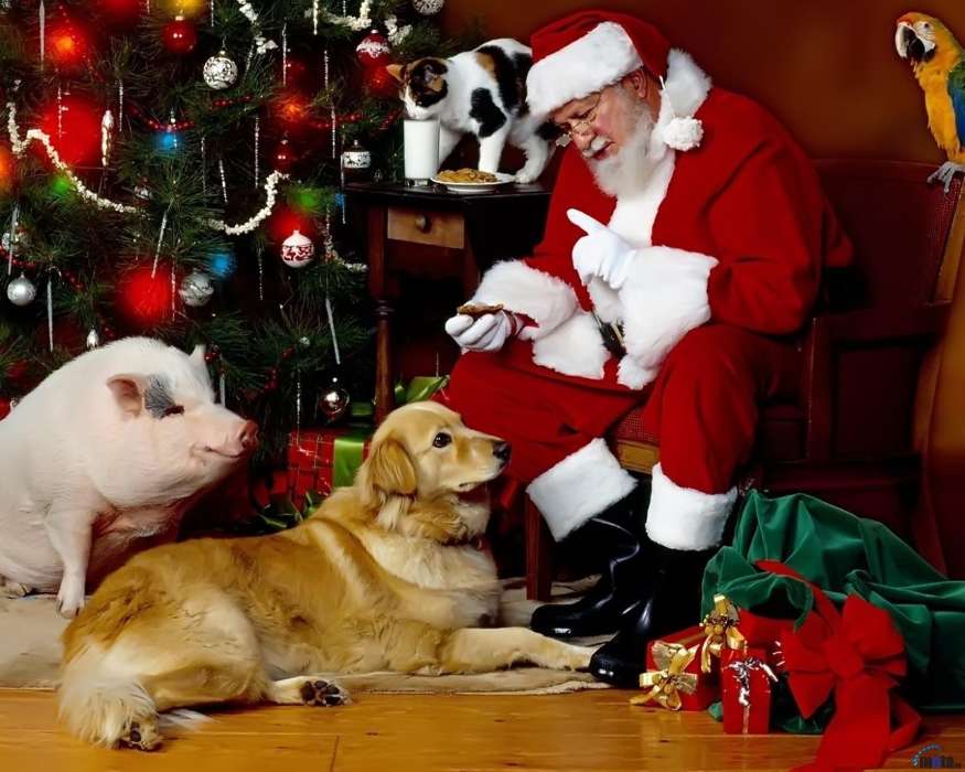 Holidays, Animals, Cats, Dogs, New Year, Jack Frost, Santa Claus, Christmas, Xmas, Pigs