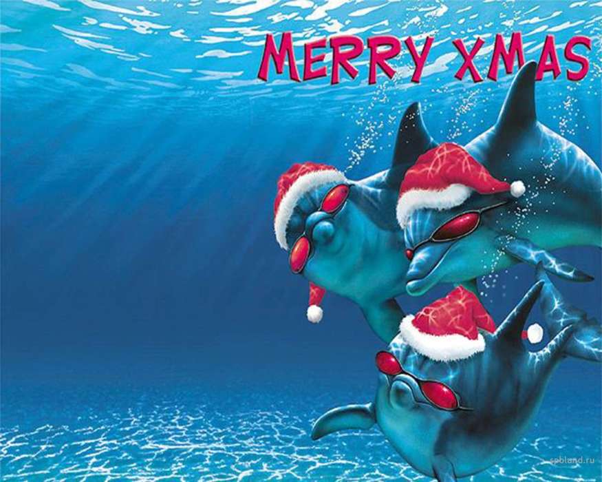 Dolfins, Sea, New Year, Holidays, Christmas, Xmas, Fishes, Humor