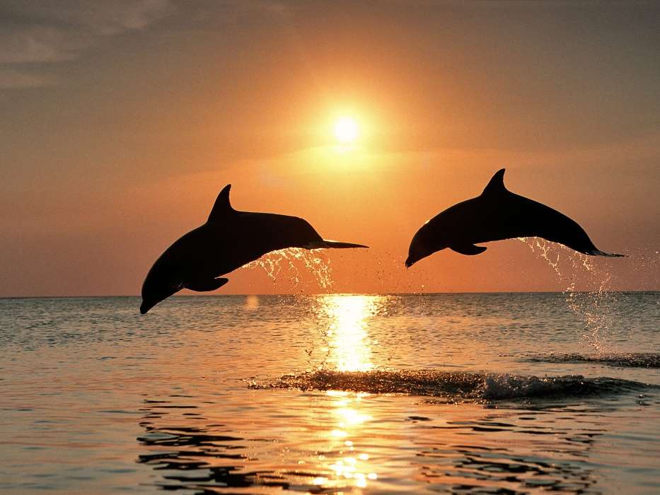 Dolfins, Sea, Sun, Sunset, Animals