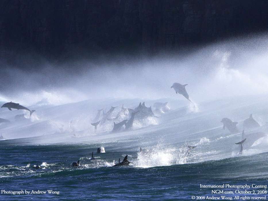 Dolfins, Sea, Water, Animals