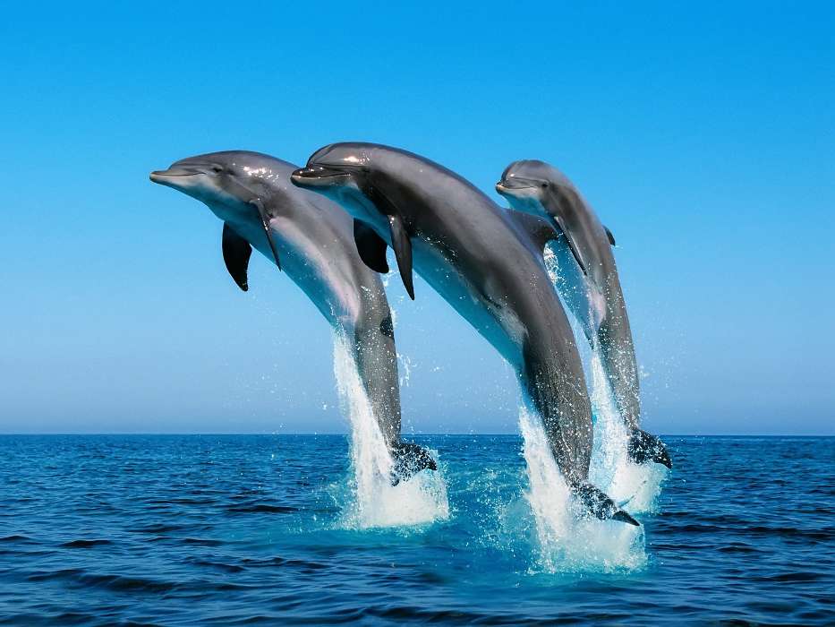 Dolfins, Sea, Water, Animals