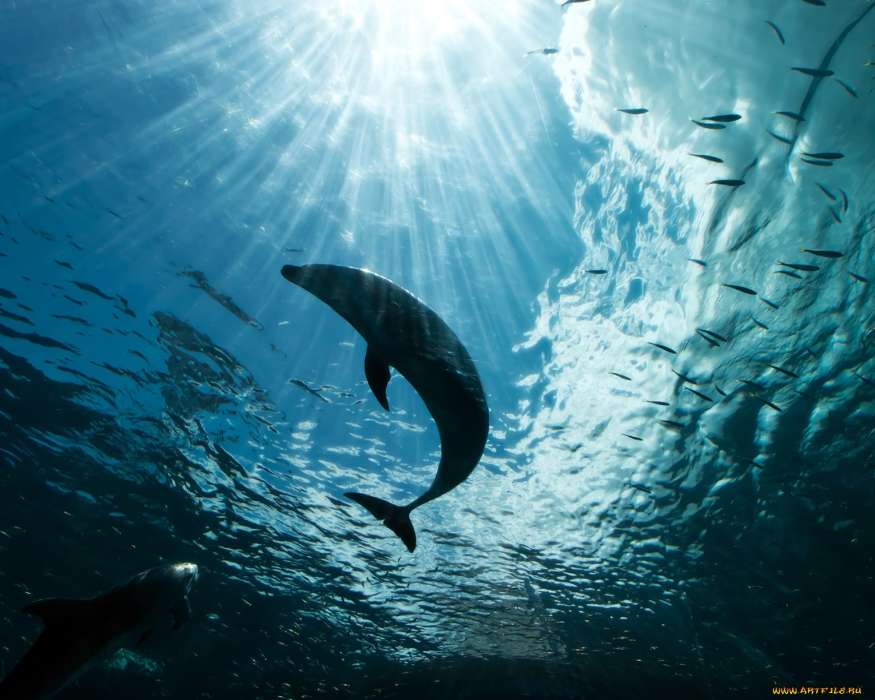 Dolfins, Sea, Animals