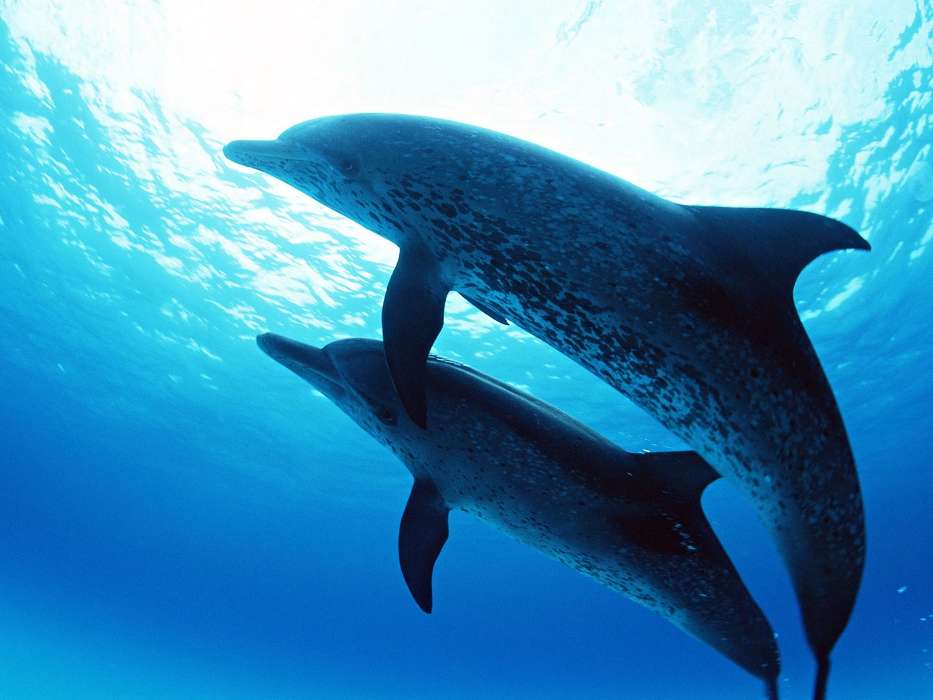 Animals, Dolfins, Sea