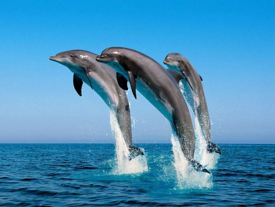 Dolfins,Sea,Animals
