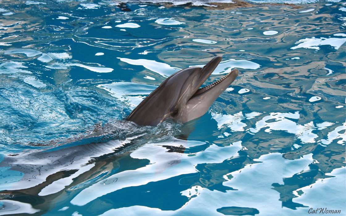Animals, Water, Dolfins