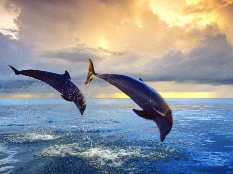 Dolfins,Animals