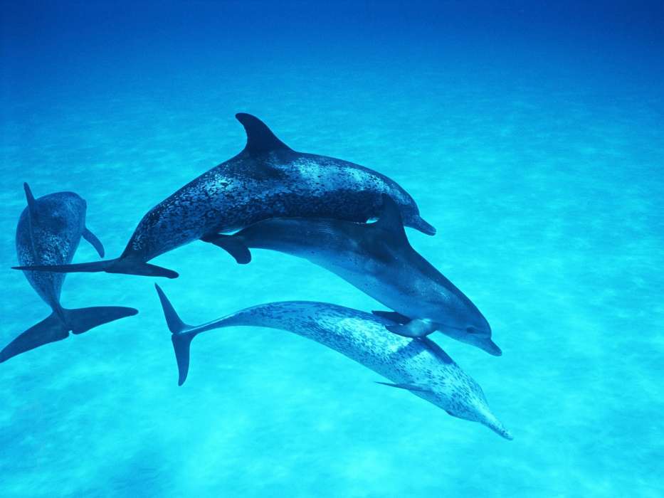 Dolfins,Animals