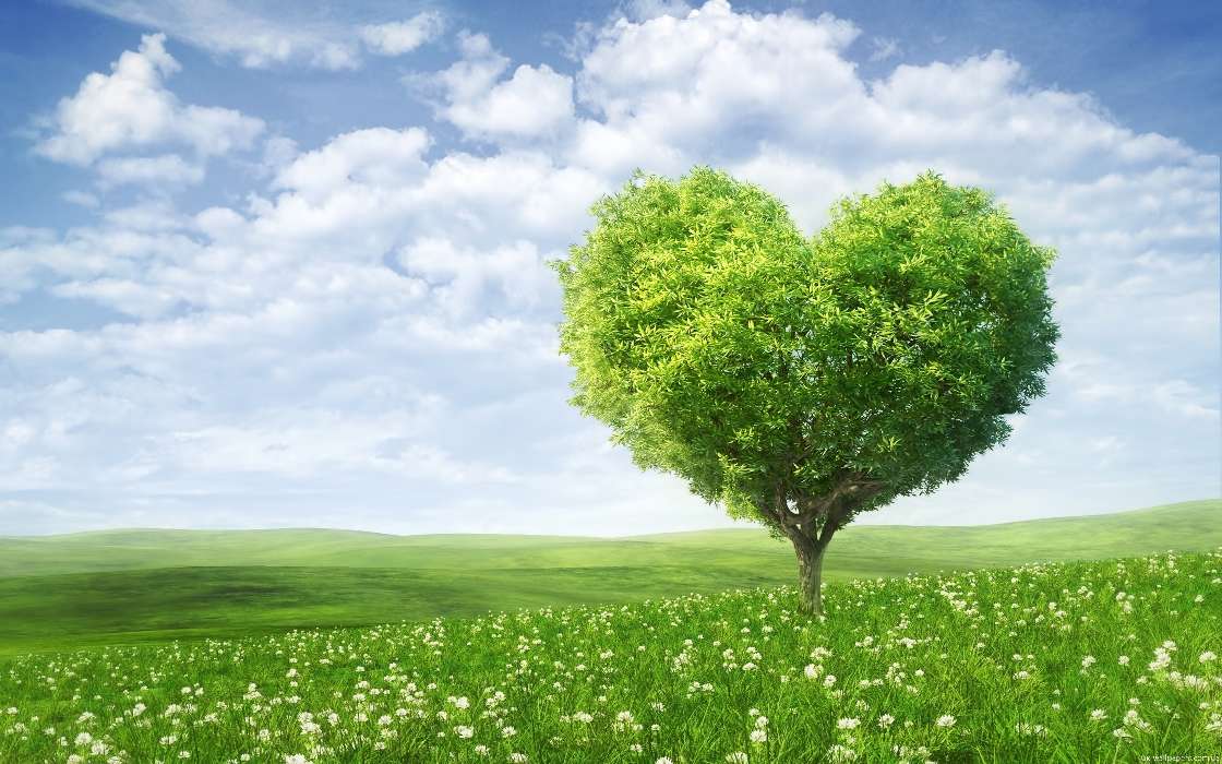 Valentine&#039;s day, Trees, Love, Sky, Clouds, Landscape, Fields, Holidays, Plants, Hearts