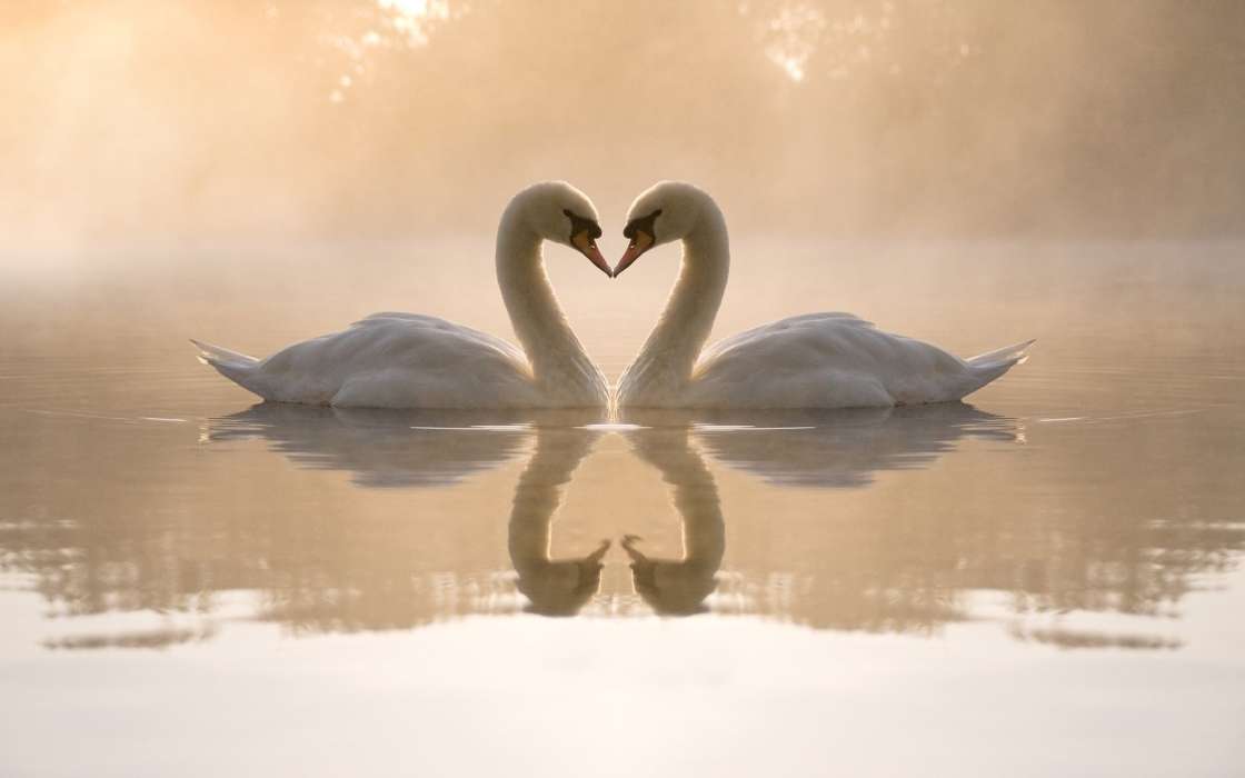Valentine&#039;s day, Swans, Love, Birds, Hearts, Water, Animals