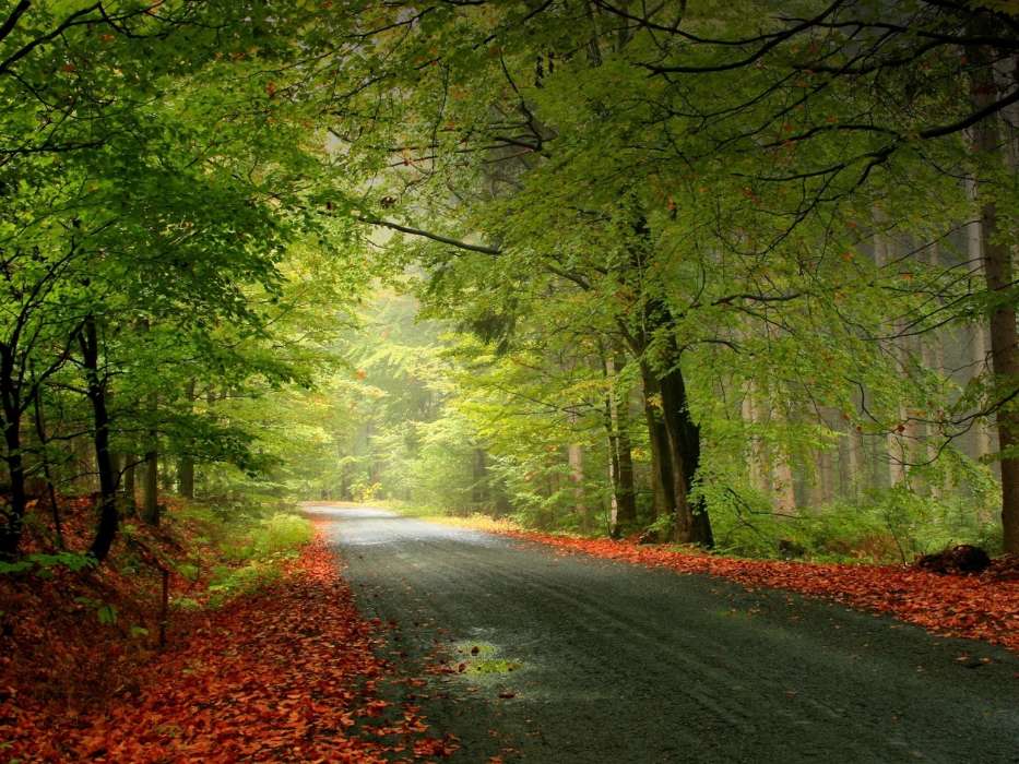 Landscape, Trees, Roads, Autumn