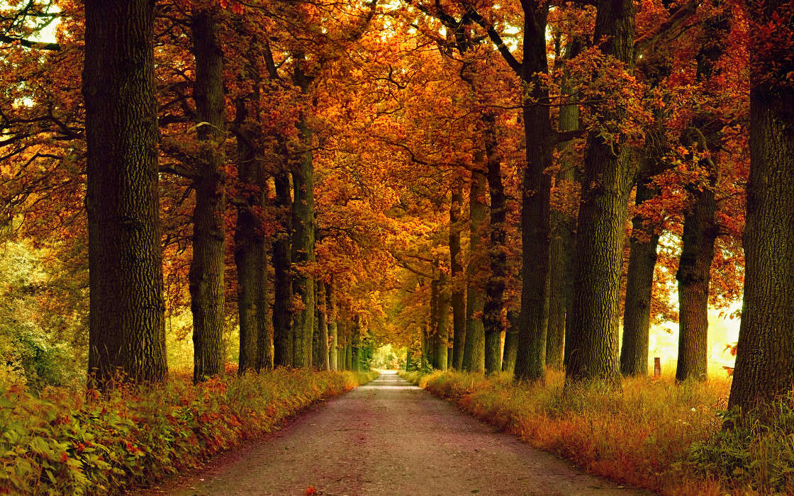 Trees,Roads,Autumn,Landscape