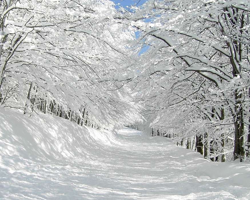 Trees, Roads, Landscape, Snow