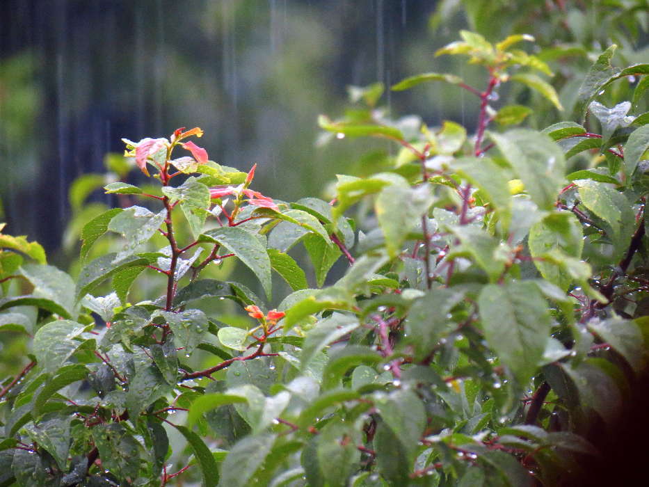 Trees, Rain, Drops, Landscape