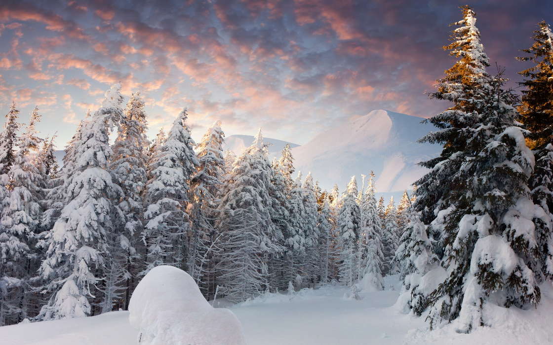 Trees, Fir-trees, Mountains, Landscape, Snow, Winter