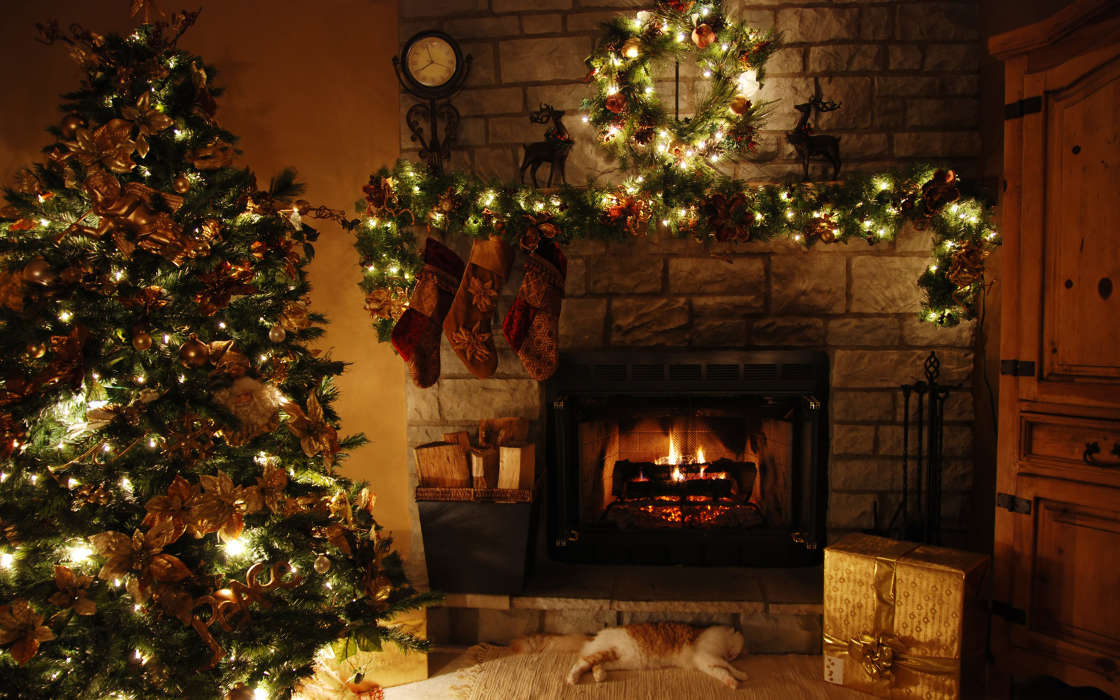 Trees, Fir-trees, Interior, New Year, Holidays, Christmas, Xmas